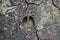 Deer footprint in mud top close up view