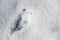 Deer footprint in the snow