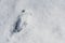 Deer footprint in the snow