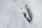 Deer footprint in the snow