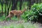 Deer in forest