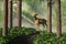 Deer on a Forest Path