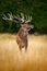 Deer in the forest. Red deer stag, bellow majestic powerful adult animal outside autumn forest, big animal in the nature forest ha