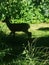 Deer in forest in shadows