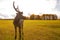 Deer free standing on green grass on the field looking right in eco park in autumn in Russia