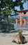 Deer in front of the great torii of Miyamjima, Itsukushima shrine - Miyajima island Japan