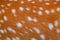 Deer fur brown texture with white patterns , animal mammal nature skin background