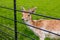 Deer in the gardens of the De Haar Castle