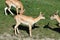 Deer goat antelope, Mammalia ruminantia