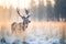 Deer gracefully roam through the serene forest and open field on a tranquil winter day