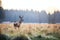Deer gracefully roam through the serene forest and open field on a tranquil winter day