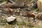 Deer - Grampians National Park - Australia