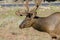 Deer in Gran Canyon National Park