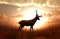 Deer in grass field at sunset