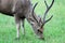 Deer on grass meadow