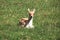 A deer on the grass in the sun at a children farm in the Netherlands