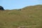 Deer in grassland near Treble Cone in winter, New Zealand