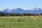 Deer Graze beneath the Rockies