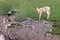 Deer graze on grasses in peaceful ground in meadow