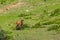 Deer graze on a mountain slope