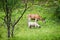 Deer graze next to sheep