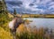 Deer graze on the shore of a lake