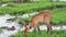 Deer graze on swampy areas of savannah