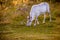 Deer grazes in a meadow