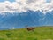 Deer grazes in a mountain meadow in Olympic National Park, Washington