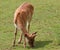 Deer grazing alpine meadow grass