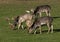 Deer Grazing in the Autumn