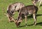 Deer Grazing in the Autumn Sunshine