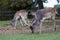Deer grazing at Charlecote Park