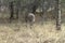 Deer grazing in a forest