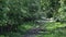 Deer grazing in forest