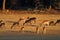 Deer grazing on the grassland on evening light