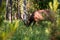 Deer grazing in the green forest in yellowstone antional park