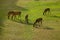 Deer grazing green grass in early summer.