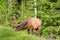 Deer grazing in the Jasper National Park - Alberta, Canada