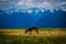 Deer grazing on meadow with mountain landscape at Hurricane Ridge