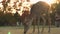 Deer grazing in Nara moves into a sunset with tourists petting and taking photos