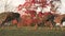 Deer grazing and roaming free in Nara during autumn. Females in the frame are part of a huge herd