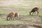 Deer are grazing in the safari Park