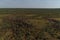 Deer grazing in summer in the tundra. View from above. A herd of