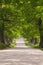 Deer grazing under a canopy of green trees