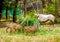 Deer have long horn eating grass in zoo