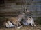 Deer having a rest at the Highland Wildlife Park, Highlands, Scotland, UK