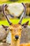 Deer Head Antlers Closeup Face Front Nara Japan