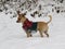 Deer Head Chihuahua with Sweater in Snow Dec 25, 2017