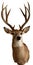deer head isolated pictures